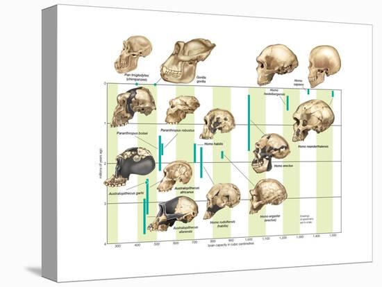 The Increase in Hominid Cranial Capacity over Time. Evolution-Encyclopaedia Britannica-Stretched Canvas
