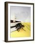 The Incredible Shrinking Man, 1957-null-Framed Giclee Print