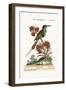 The Indian Bee-Eater, 1749-73-George Edwards-Framed Giclee Print