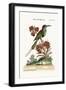 The Indian Bee-Eater, 1749-73-George Edwards-Framed Giclee Print