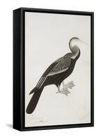 The Indian Darter or Snake-Bird (Anhinga Melanogaster), C.1780-Bhawani Das-Framed Stretched Canvas