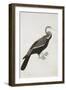 The Indian Darter or Snake-Bird (Anhinga Melanogaster), C.1780-Bhawani Das-Framed Giclee Print