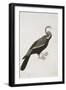 The Indian Darter or Snake-Bird (Anhinga Melanogaster), C.1780-Bhawani Das-Framed Giclee Print