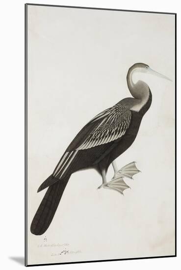 The Indian Darter or Snake-Bird (Anhinga Melanogaster), C.1780-Bhawani Das-Mounted Giclee Print