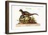 The Indian Ichneumon, 1749-73-George Edwards-Framed Giclee Print