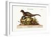 The Indian Ichneumon, 1749-73-George Edwards-Framed Giclee Print