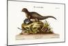 The Indian Ichneumon, 1749-73-George Edwards-Mounted Giclee Print