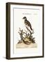 The Indian Redstart. the Thorn-Tailed Indian Lizard, 1749-73-George Edwards-Framed Giclee Print