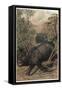 The Indian Rhinoceros by Alfred Edmund Brehm-Stefano Bianchetti-Framed Stretched Canvas