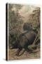 The Indian Rhinoceros by Alfred Edmund Brehm-Stefano Bianchetti-Stretched Canvas