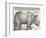 The Indian Rhinoceros is the Largest of the Asian Spiecies-Albrecht Dürer-Framed Photographic Print