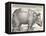 The Indian Rhinoceros is the Largest of the Asian Spiecies-Albrecht Dürer-Framed Stretched Canvas