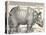 The Indian Rhinoceros is the Largest of the Asian Spiecies-Albrecht Dürer-Stretched Canvas