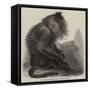 The Indian Wanderoo Monkey, Silenus Veter-null-Framed Stretched Canvas