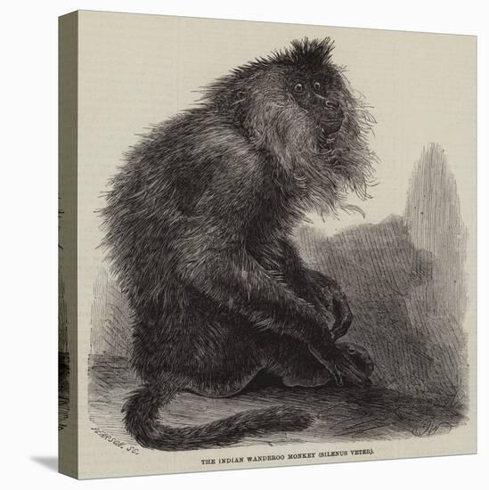 The Indian Wanderoo Monkey, Silenus Veter-null-Stretched Canvas