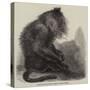 The Indian Wanderoo Monkey, Silenus Veter-null-Stretched Canvas