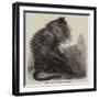 The Indian Wanderoo Monkey, Silenus Veter-null-Framed Giclee Print