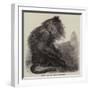 The Indian Wanderoo Monkey, Silenus Veter-null-Framed Giclee Print