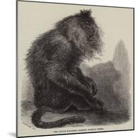 The Indian Wanderoo Monkey, Silenus Veter-null-Mounted Giclee Print