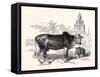 The Indian Zebu (Bos Indicus). Sometimes known as Humped Cattle or Brahmin Cattle-null-Framed Stretched Canvas