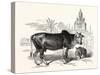 The Indian Zebu (Bos Indicus). Sometimes known as Humped Cattle or Brahmin Cattle-null-Stretched Canvas