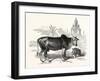 The Indian Zebu (Bos Indicus). Sometimes known as Humped Cattle or Brahmin Cattle-null-Framed Giclee Print