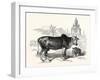 The Indian Zebu (Bos Indicus). Sometimes known as Humped Cattle or Brahmin Cattle-null-Framed Giclee Print