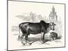 The Indian Zebu (Bos Indicus). Sometimes known as Humped Cattle or Brahmin Cattle-null-Mounted Giclee Print