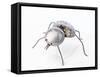 The Insect, 1996-Lawrie Simonson-Framed Stretched Canvas