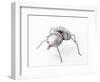 The Insect, 1996-Lawrie Simonson-Framed Giclee Print