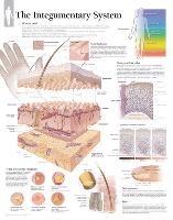 The Integumentary System Wall-null-Lamina Framed Poster