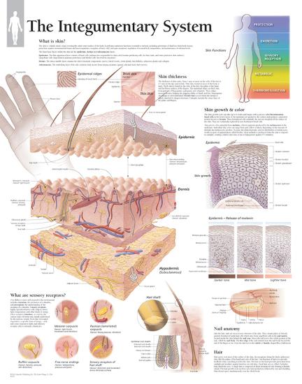 The Integumentary System Wall-null-Lamina Framed Poster