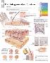 The Integumentary System Wall-null-Lamina Framed Poster