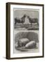 The International Cattle Show at Poissy-Friedrich Wilhelm Keyl-Framed Giclee Print