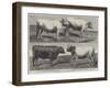 The International Cattle Show at Poissy-Harrison William Weir-Framed Giclee Print