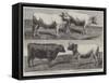 The International Cattle Show at Poissy-Harrison William Weir-Framed Stretched Canvas