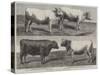 The International Cattle Show at Poissy-Harrison William Weir-Stretched Canvas