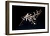 The International Space Station and Docked Space Shuttle Endeavour-null-Framed Photographic Print