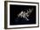 The International Space Station and Docked Space Shuttle Endeavour-null-Framed Photographic Print