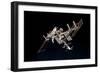 The International Space Station and Docked Space Shuttle Endeavour-null-Framed Photographic Print