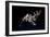 The International Space Station and Docked Space Shuttle Endeavour-null-Framed Photographic Print