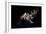 The International Space Station and Docked Space Shuttle Endeavour-null-Framed Photographic Print