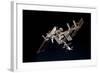 The International Space Station and Docked Space Shuttle Endeavour-null-Framed Photographic Print