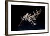 The International Space Station and Docked Space Shuttle Endeavour-null-Framed Photographic Print