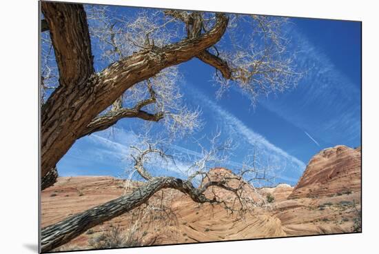 The Interwoven Desert-Andrew Geiger-Mounted Giclee Print