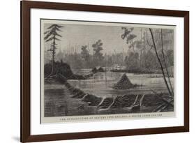 The Introduction of Beavers into England, a Beaver Lodge and Dam-null-Framed Giclee Print