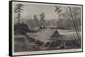 The Introduction of Beavers into England, a Beaver Lodge and Dam-null-Framed Stretched Canvas