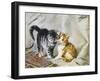 The Introduction: Silver and Ginger Kittens-Julius Adam-Framed Giclee Print