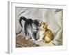 The Introduction: Silver and Ginger Kittens-Julius Adam-Framed Giclee Print