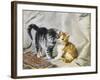 The Introduction: Silver and Ginger Kittens-Julius Adam-Framed Giclee Print